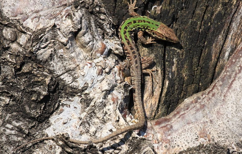 Lucertola - Podarcis siculus
